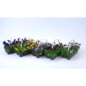 Hornveilchen Farbenmix im 10er-Set für die Frühjahrsbepflanzung im Garten oder auf dem Balkon.