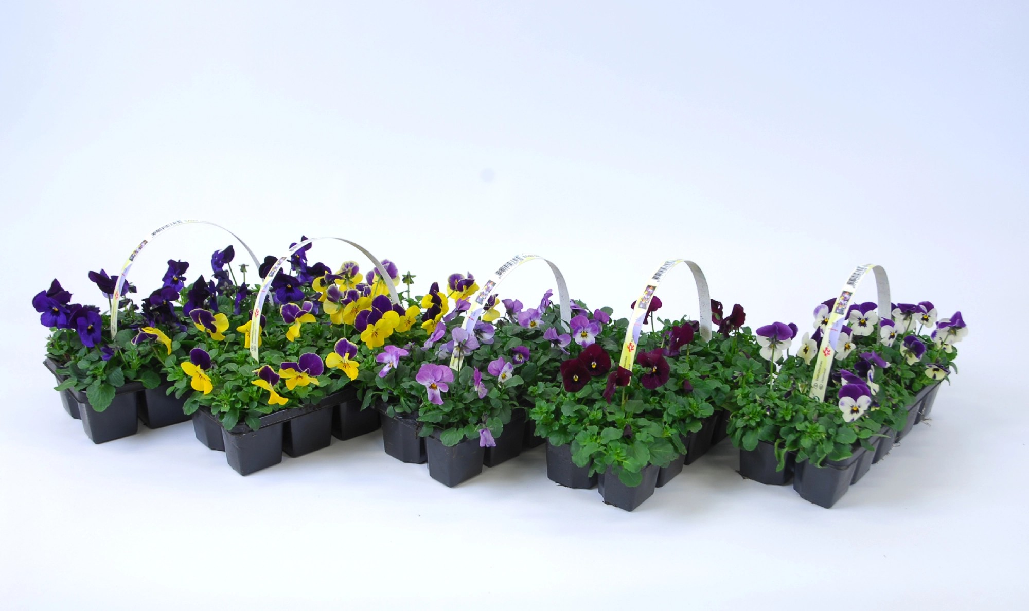 HornVeilchen Viola cornuta Farbenmix 10erSet kaufen bei OBI