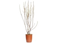 Tulpenmagnolie in Sorten Topf Ø 23 cm / 1 Stk.