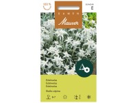 Edelweiss