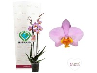 GROW by OBI Schmetterlingsorchidee Beaumont Phalaenopsis Topf Ø 12 cm GROW by OBI Schmetterlingsorchidee Beaumont Phalaenopsis Topf Ø 12 cm