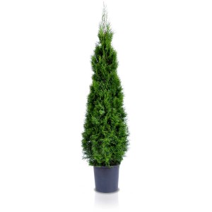 Smeraldo Albero della vita Thuja occidentalis in vaso, conico e verde.