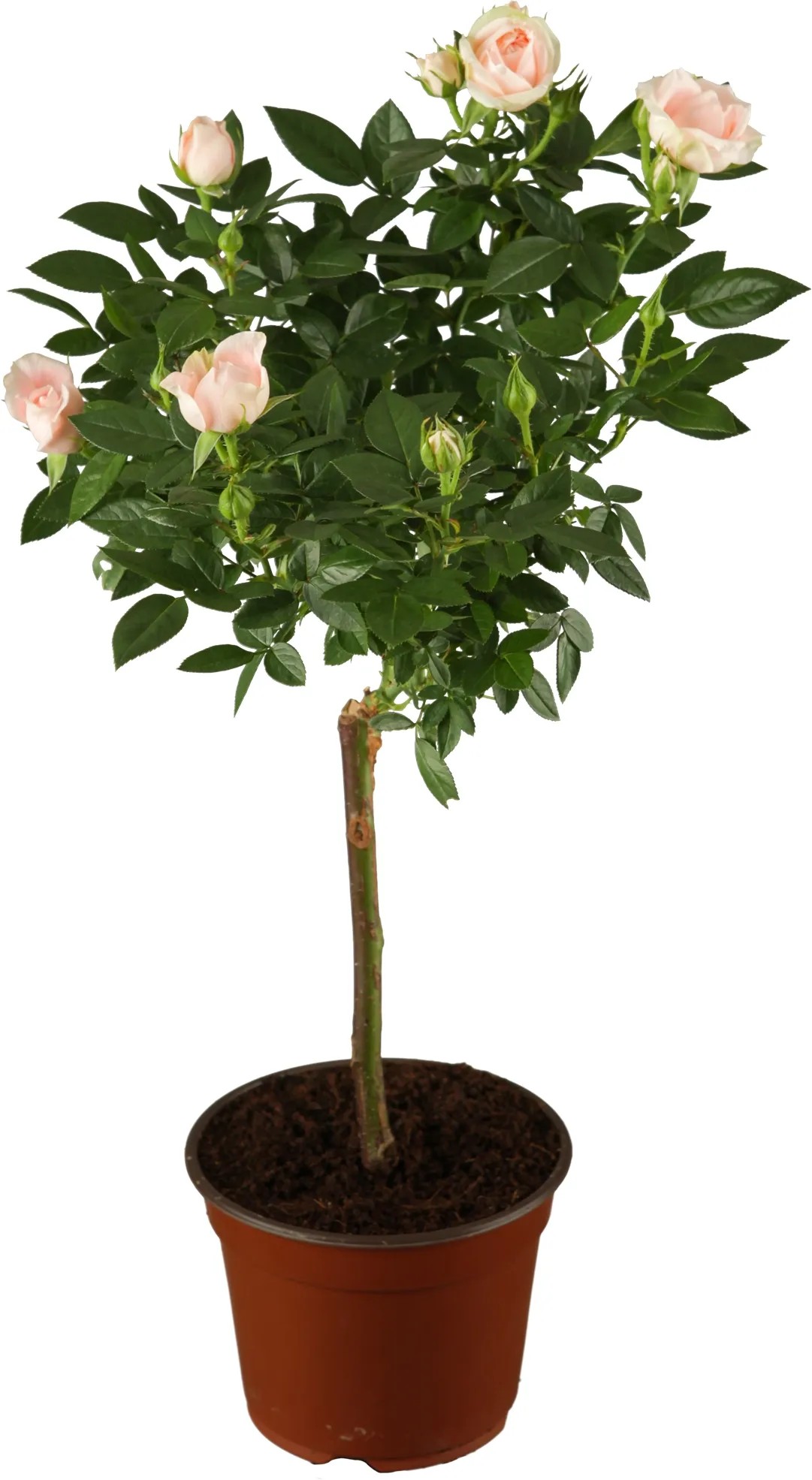 groe glckskastanie Pachira aquatica | 170cm | Online kaufen
