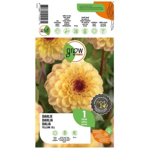 Dalia Yellow Jill Grow by OBI, fiore giallo sole. Ideale per aiuole, vasi e vasi.