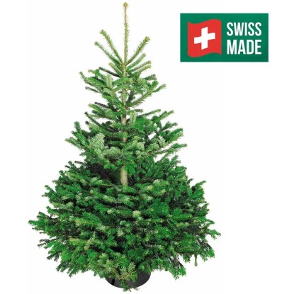 Nordmanntanne gesägt Swiss made / Höhe 120 - 150 cm