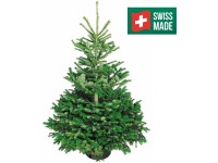 Nordmanntanne gesägt Swiss made / Höhe 120 - 150 cm