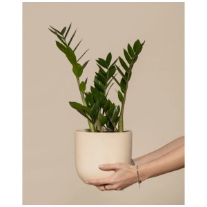 Feey Zamioculcas (Zamioculcas zamiifolia) en pot, tenu par des mains. Plante d'intérieur, env. 40-60 cm de haut.