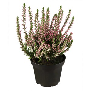 Callune en pot avec des boutons rose et blanc.