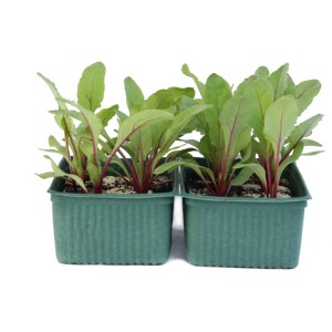 Jeunes plants de betteraves biologiques en barquette de 12, idéal pour cultiver des légumes au jardin.