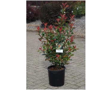 Glanzmispel Carr Rouge Photinia fraseri Topf 12 l