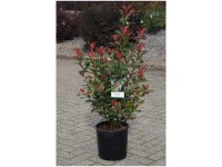 Glanzmispel Carré Rouge Photinia fraseri Topf 12 l