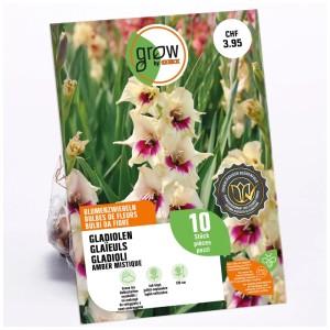 Confezione da 10 gladioli Amber Mistique color crema e rosa. Bulbi da fiore per aiuole e vasi.