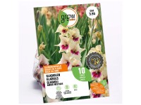 GROW by OBI Glaieul Amber Mistique Crème/Rose / 10 pcs