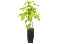 GROW by OBI Bio Himbeere Willamette Rubus Rot Topf 2 l / Höhe 20 - 30 cm