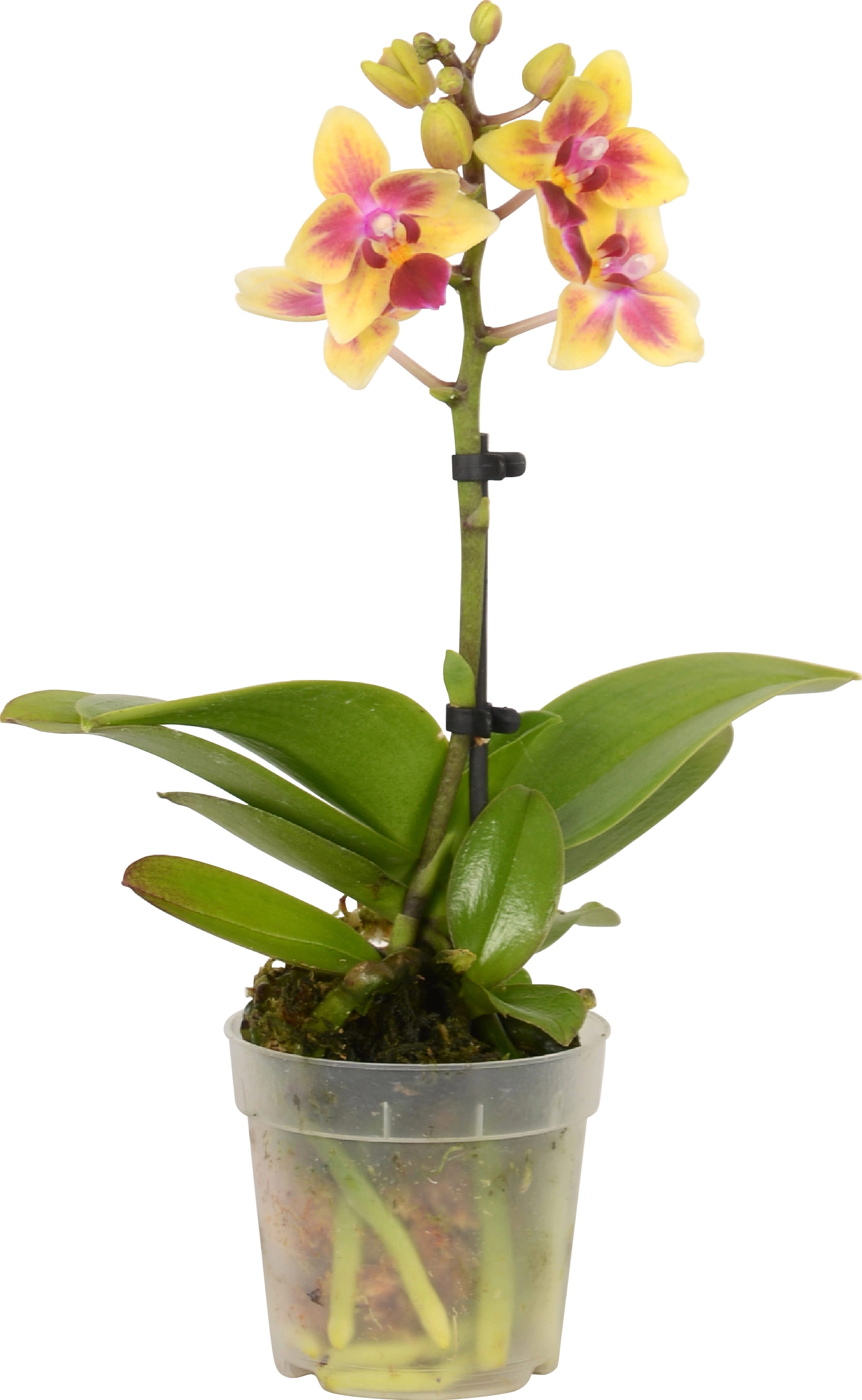 orchidea mini farfalla 1 stelo vaso Ø ca. 7 cm