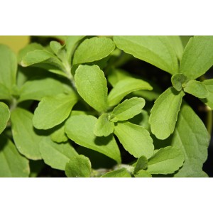 Plante de Stevia fraîche et verte en pot, idéale comme substitut naturel du sucre.