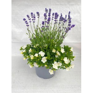 Lavande et calibrachoa en pot, fleurs violettes et blanches.