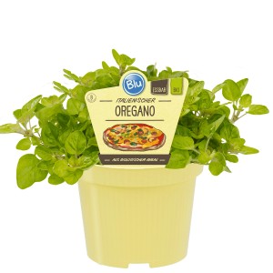 Blu Origan Bio en pot (Ø 12cm) avec étiquette et illustration de pizza.