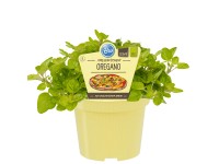 Oregano Origanum vulgarem Topf Ø ca. 12 cm