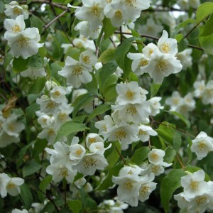 Gelsomino da giardino Natchez White con fiori bianchi e foglie verdi.