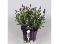 Lavendel bei OBI Alles für Heim, Haus, Garten und Bau