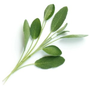 Semi di salvia biologica per giardini interni Véritable. Salvia fresca per condire.