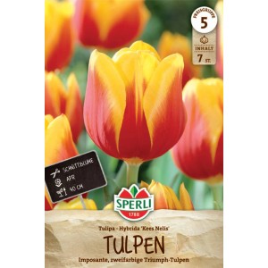 Sperli Triumph-Tulpe Kees Nelis: Rot-gelbe Blumenzwiebeln für Beet und Vase.