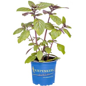 Basilic arbustif bleu en pot (Ø 12cm) avec des feuilles vertes et des tiges violettes.