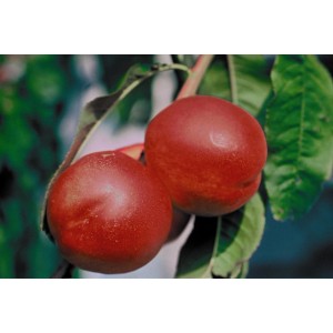 Nectarine Nectared sur l'arbre avec des fruits rouges mûrs et des feuilles vertes.