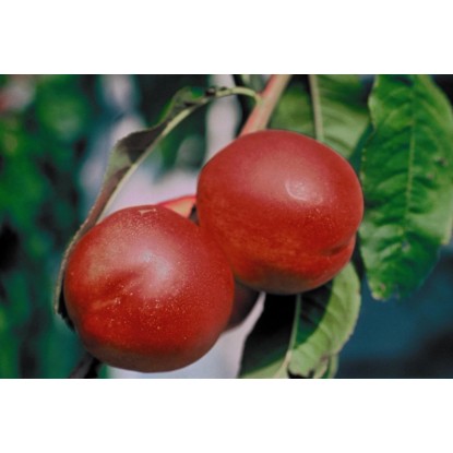 Nectarines «Nectared»