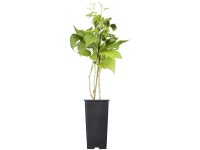 GROW by OBI Bio Himbeere TwoTimer Sugana Rubus Topf 2 l / Höhe 20 - 30 cm