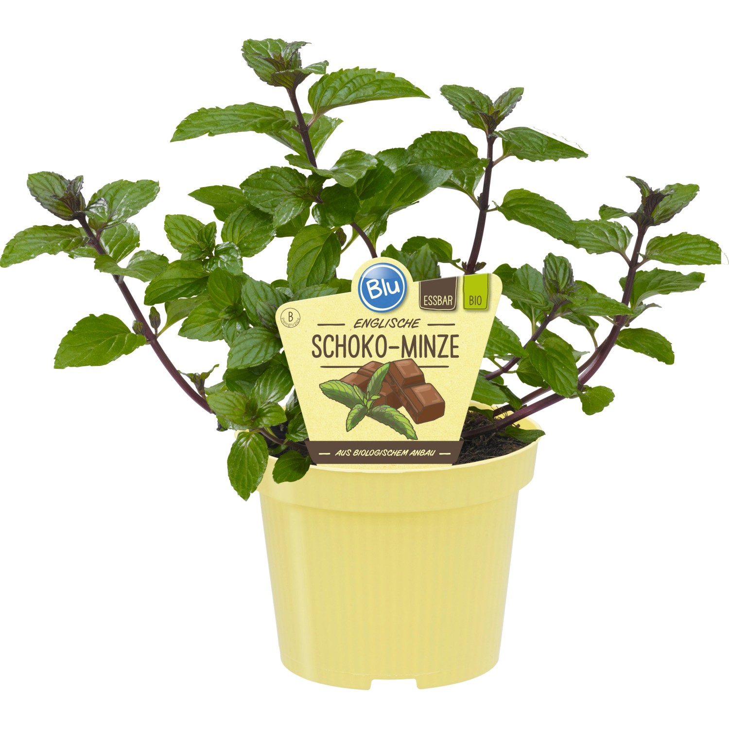 Menthe chocolat - Vente Mentha piperita Chocolate - Plant