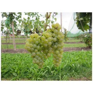 Uva Robustarebe Excelsior con acini verde chiaro maturi sulla vite.