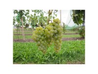 Traube Robustarebe Excelsior