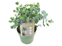Eukalyptus Eucalyptus gunnii Topf Ø 19 cm / Höhe 40 - 60 cm