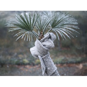 Graues Videx Garden Schafwoll-Wickelband schützt gefrorene Palme vor Frost. Effektiver Winterschutz für Pflanzen.