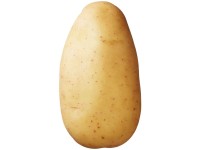 Saatkartoffel Erika 2,5 kg