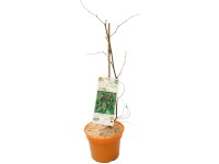 GROW by OBI Chinesische Dattel Ziziphus Bio Topf 3 l / Höhe 30 - 40 cm