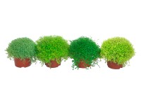 Bubikopf Helexine soleirolia Topf Ø ca. 10,5 cm