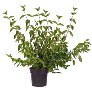 Corniolo (Cornus mas) in vaso, altezza circa 60 cm, di GROW by OBI.