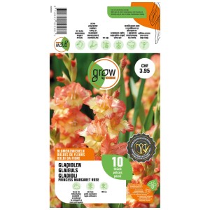 Confezione da 10 bulbi di gladiolo 'Princess Margaret Rose' con fiori giallo-rossi, adatti come fiori recisi.