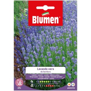 Blumen Echter Lavendel (Lavandula angustifolia) Samenpackung mit blühenden Lavendel Pflanzen.