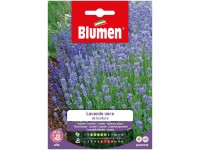 Blumen Echter Lavendel Lavandula angustifolia Blumen Echter Lavendel Lavandula angustifolia