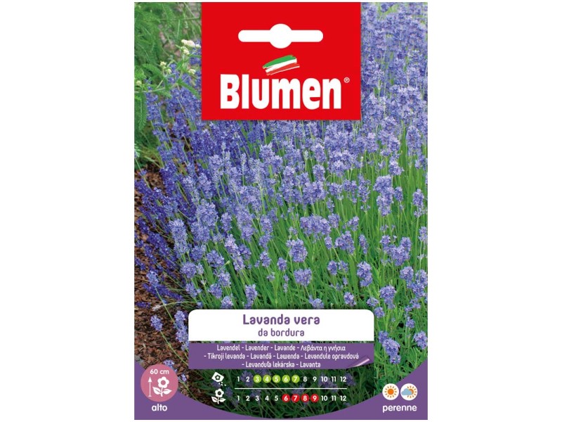 Blumen Echter Lavendel Lavandula angustifolia kaufen bei OBI