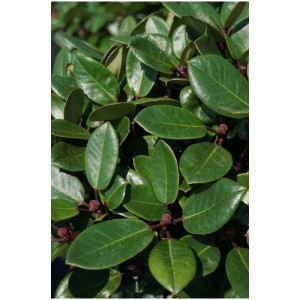 Primo piano di un rododendro verde in un contenitore da 6 l con foglie arrotondate.