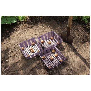 Set da 3 contenitori per bulbi Videx Garden lilla in giardino con bulbi di fiori.