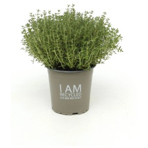 Timo biologico (Thymus vulgaris) in vaso, erba aromatica per giardino e cucina.