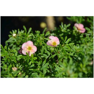 Primo piano: Arbusto di Potentilla fruticosa Bellissima rosa in contenitore da 4,5 l.