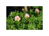 Fingerstrauch Potentilla fruticosa Bellissima 4,5-l-Container