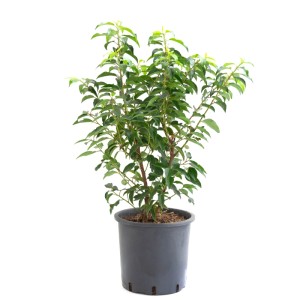 Lauro portoghese Angustifolia in vaso da 5 l, altezza 40 cm.